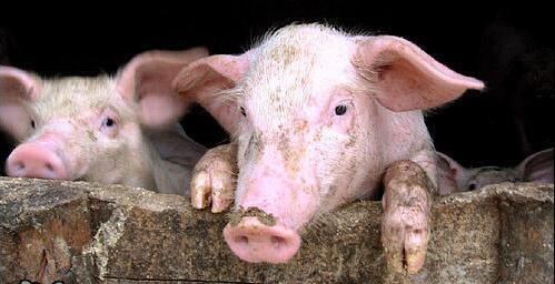 业内：今年生猪价格相比最高点下降幅度超过20%