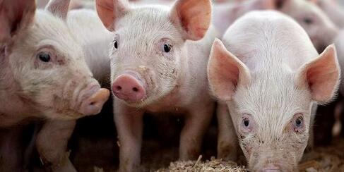 农业部：存栏恢复速度屡低于预期 猪价或将重拾涨势