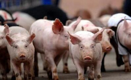农业部：南方部分地区生猪存栏调减超1600万头