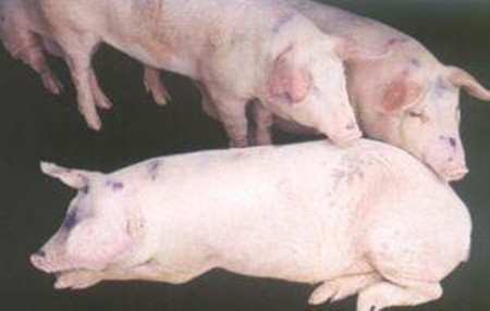 区分猪呼吸道疾病综合征临床症状及病因