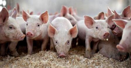 到2020年，中国仅需3500万头能繁母猪？