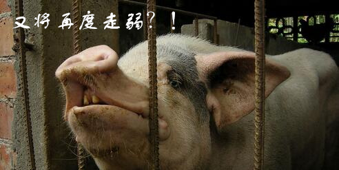 养殖户：11月下旬后猪价存在再度走弱的可能性