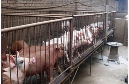 养猪场如何降低母猪异常淘汰？