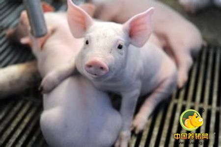 研究表明仔猪发病死亡根本原因是营养空缺
