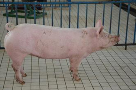 公猪精液品质与母猪繁殖力相关性研究
