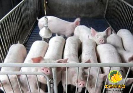 预防仔猪腹泻，养猪场需要一整套生产管理方案