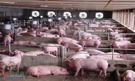 2016年养猪场疫情分析及解决方案
