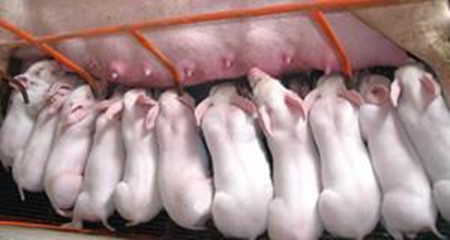50头病猪即将死亡， 这样做后转危为安， 以后外购猪苗育肥可要注意啦！