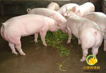 常见饲料原料主要分类，猪喜欢吃什么？