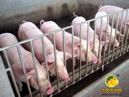 夏季怎样饲喂不同猪只，解决高温增重慢的问题