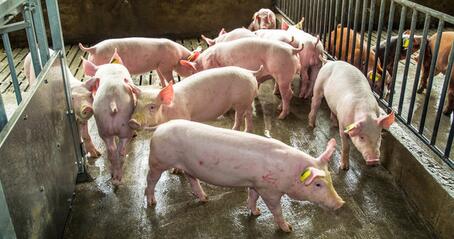 养猪场里这些常见的冬季猪病，简直太烦人了