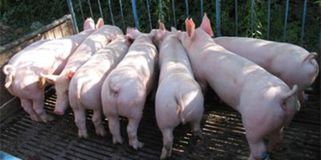 10月能繁母猪市场存栏量数据：同比下降3.9%环比下降0.2%