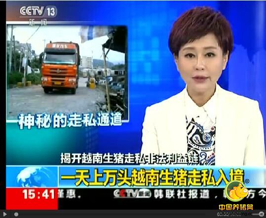 一天上万头偷渡中国！央视揭越南生猪走私利益链！