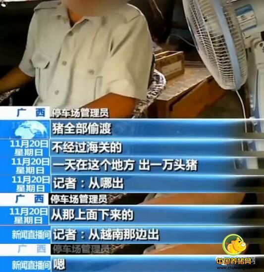 一天上万头偷渡中国！央视揭越南生猪走私利益链！ 