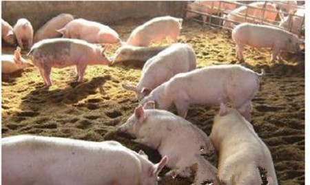 7种猪场常见病的应急处理方法，说不定能派上大用场