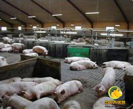 养猪生产中常见的浪费问题