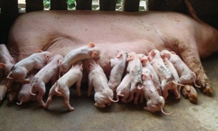 自配生长肥育猪和妊娠母猪的浓缩料和全价饲料