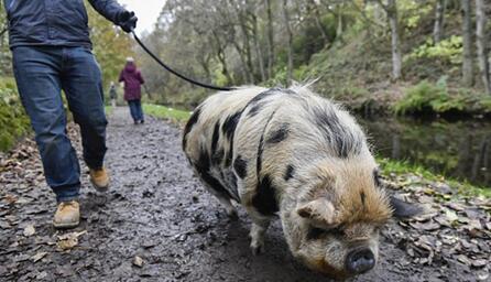 英国新政策：申请特别许可证后可带宠物猪上街散步