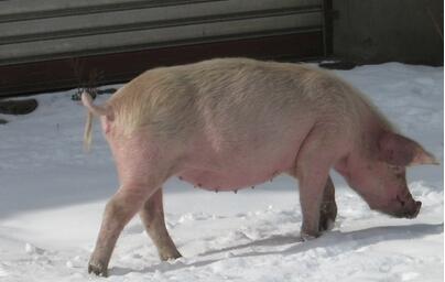 气温普降6~10℃，短期猪价稳中伴涨为主