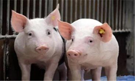 原来猪出现胀气死亡有四大方面的原因！