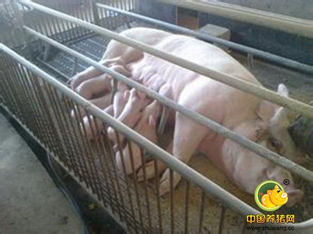 人工受精导致母猪过早淘汰