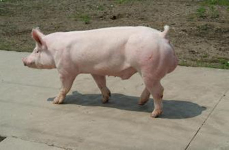 种猪场生产管理：产房猪只生产管理
