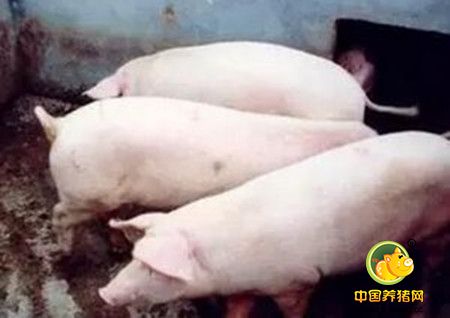 国外母猪繁殖障碍因素