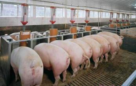 猪料发酵可有效降低饲养成本