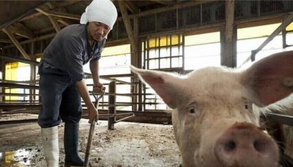 养猪人：猪肉贵，难道我们养猪人就任凭消费者埋怨吗？！