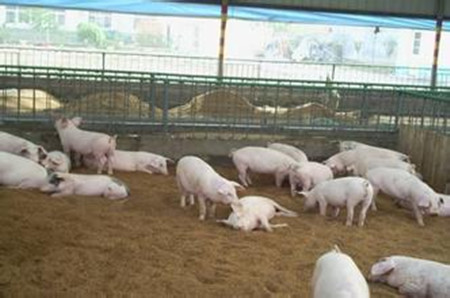 春季要重视猪呼吸道疾病