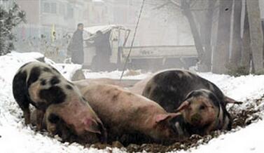 冬季寒潮来袭，猪场如何管理？养猪人又该如何做？