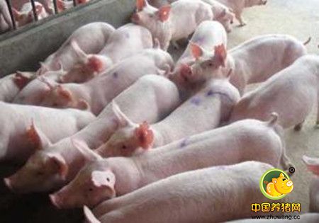 猪的10种细菌性疾病