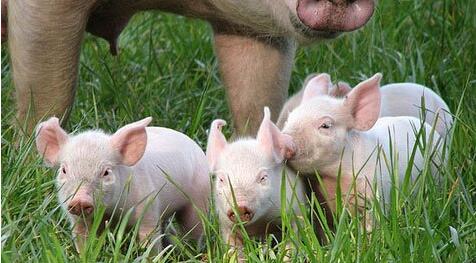 “世纪寒潮”来临对猪价到底有啥影响？