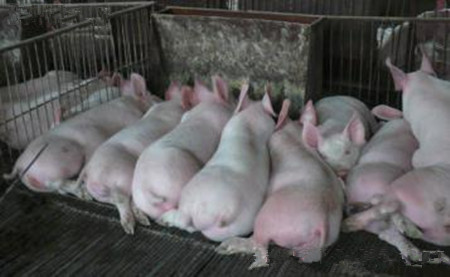 种猪群要有即定的母猪淘汰方法，看老外如何淘汰母猪?