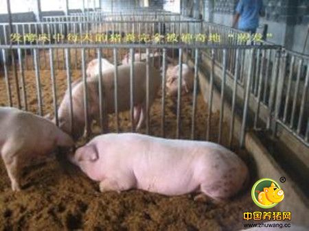 微生态发酵床养猪:可持续发展方向