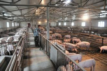 生猪养殖圈舍消毒是关键措施