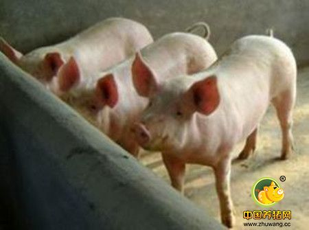 冬季养猪场谨防这种病很重要 不然发病率可达到90%以上