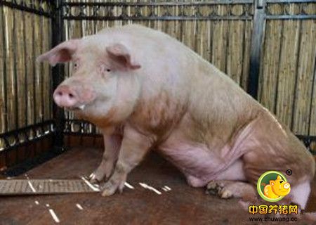 猪接触传染性胸膜肺炎的危害及防治