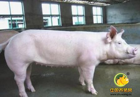 我国饲养的瘦肉型猪种有哪些？典型特征和生产性能如何？
