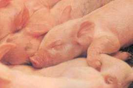 哪些症状可以看出猪缺铁？