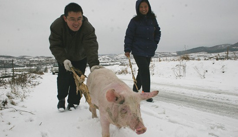 寒冬来临，猪、价皆受冲击，养殖户小心为上