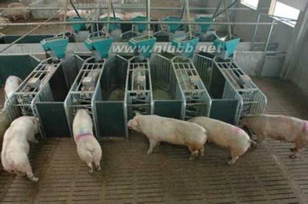 养猪场怎么挑选合适的设备，养猪设备的选择