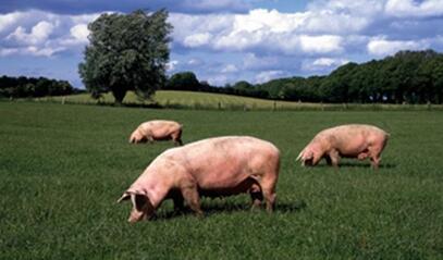 气温突降对于养猪业的三大方面影响