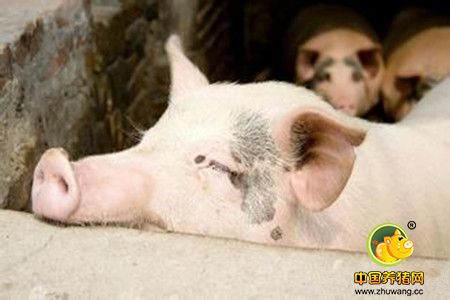 猪流感与猪感冒病的诊断与防治措施