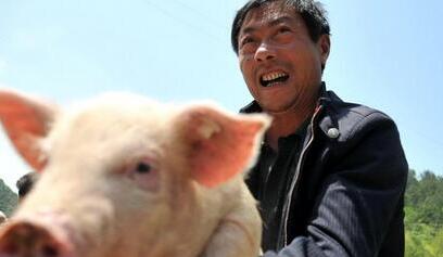 预计春节前猪价将保持上升趋势！
