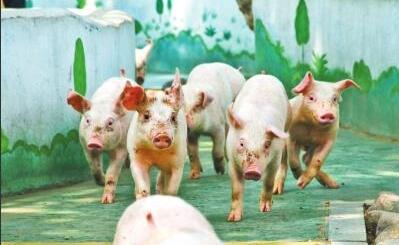 未来养猪要办排污许可证？无证可能面临关闭？