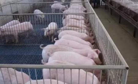 保育猪的管理要点，仔猪保育期间的饲养