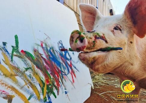 世界上唯一一只会画画的猪，用才艺免于被熏肉