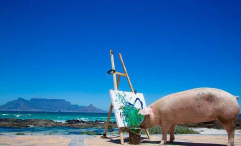 世界上唯一一只会画画的猪，用才艺免于被熏肉
