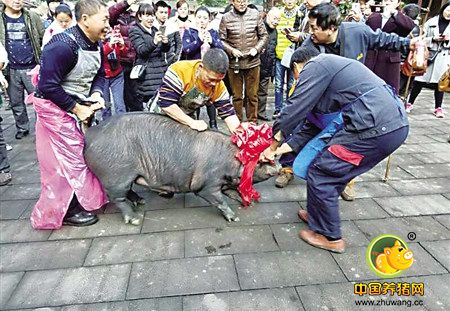 南川年猪文化节 每周一锅年猪宴
